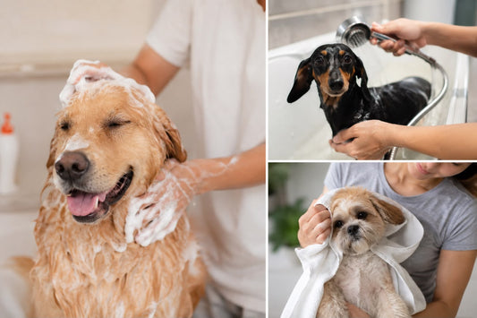 How Often Should You Bathe Your Dog?
